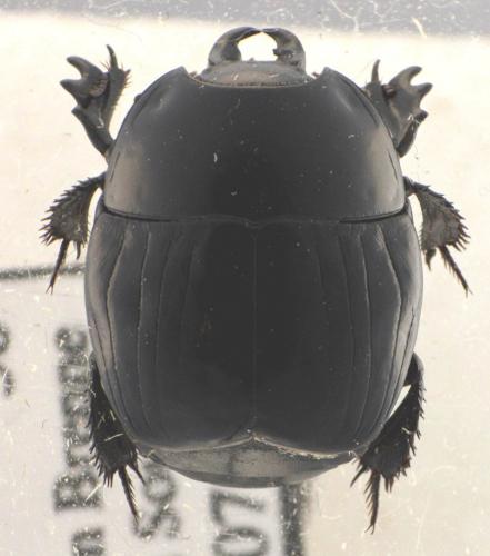 Réf. 277 165 : Pachylister inaequalis